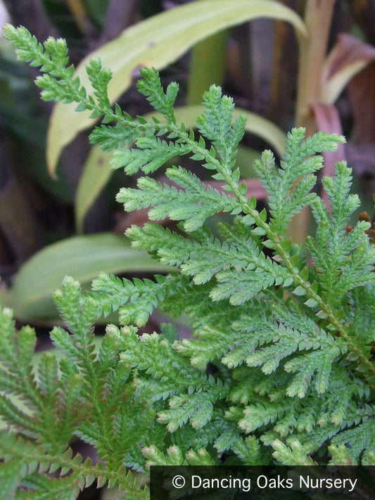 Perennials ~ Selaginella moellendorffii, Spikemoss ~ Dancing Oaks Nursery and Gardens ~ Retail Nursery ~ Mail Order Nursery