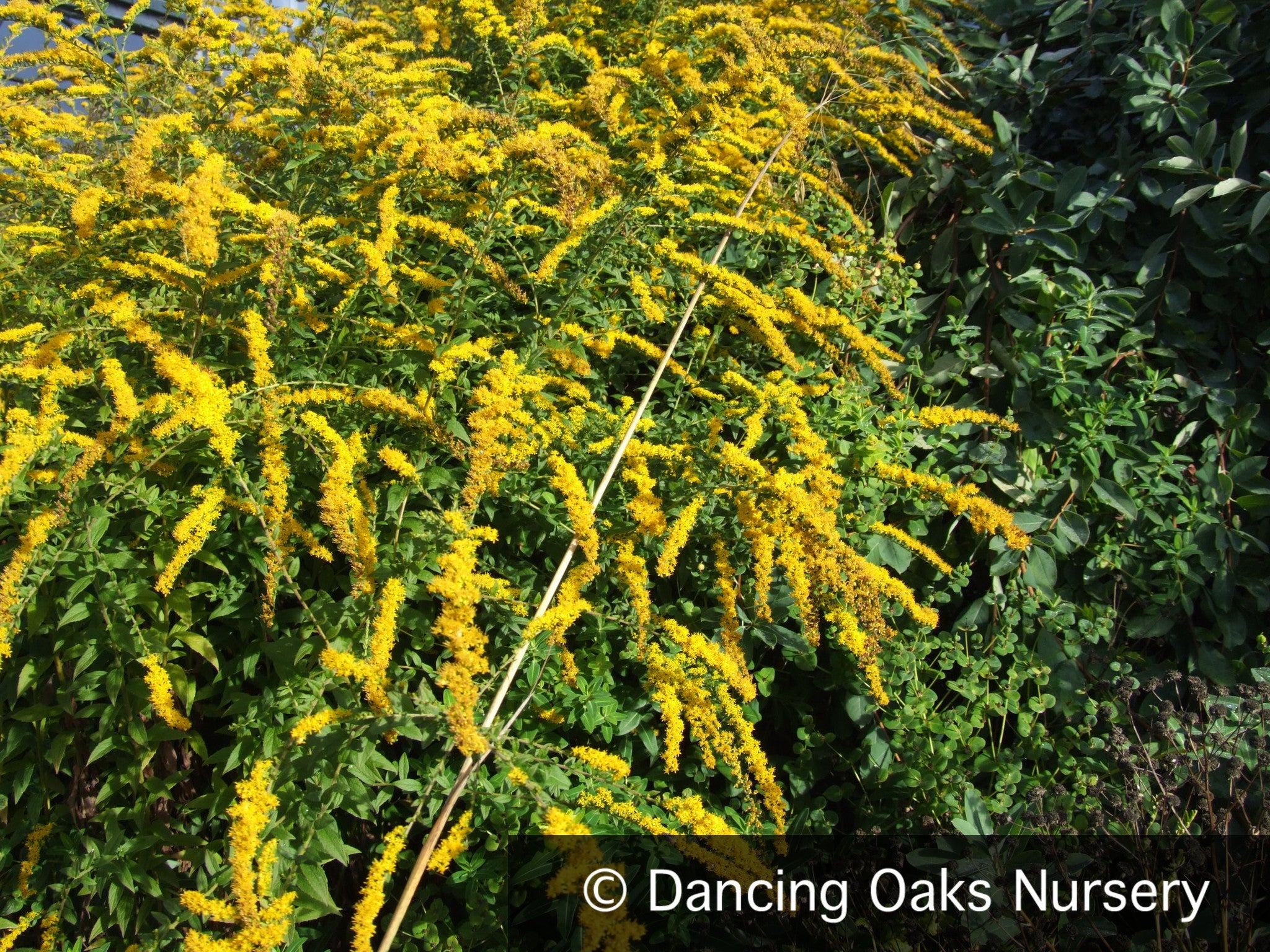 Solidago rugosa 'Fireworks', Goldenrod – Dancing Oaks Nursery and