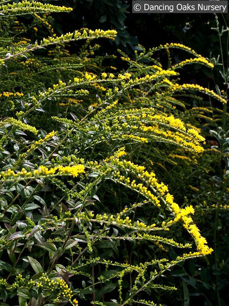 Solidago rugosa 'Fireworks', Goldenrod – Dancing Oaks Nursery and