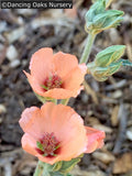 Perennials ~ Sphaeralcea 'Childerley', Mallow ~ Dancing Oaks Nursery and Gardens ~ Retail Nursery ~ Mail Order Nursery