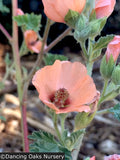 Perennials ~ Sphaeralcea 'Childerley', Mallow ~ Dancing Oaks Nursery and Gardens ~ Retail Nursery ~ Mail Order Nursery