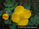 Perennials ~ Stylophorum diphyllum, Celandine Poppy ~ Dancing Oaks Nursery and Gardens ~ Retail Nursery ~ Mail Order Nursery