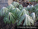 Perennials ~ Syneilesis aconitifolia x hybrida, Shredded Umbrella Plant ~ Dancing Oaks Nursery and Gardens ~ Retail Nursery ~ Mail Order Nursery