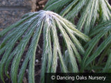 Perennials ~ Syneilesis aconitifolia x hybrida, Shredded Umbrella Plant ~ Dancing Oaks Nursery and Gardens ~ Retail Nursery ~ Mail Order Nursery