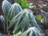 Perennials ~ Syneilesis aconitifolia x hybrida, Shredded Umbrella Plant ~ Dancing Oaks Nursery and Gardens ~ Retail Nursery ~ Mail Order Nursery