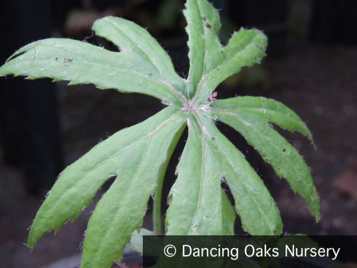 Perennials ~ Syneilesis palmata, Shredded Umbrella ~ Dancing Oaks Nursery and Gardens ~ Retail Nursery ~ Mail Order Nursery