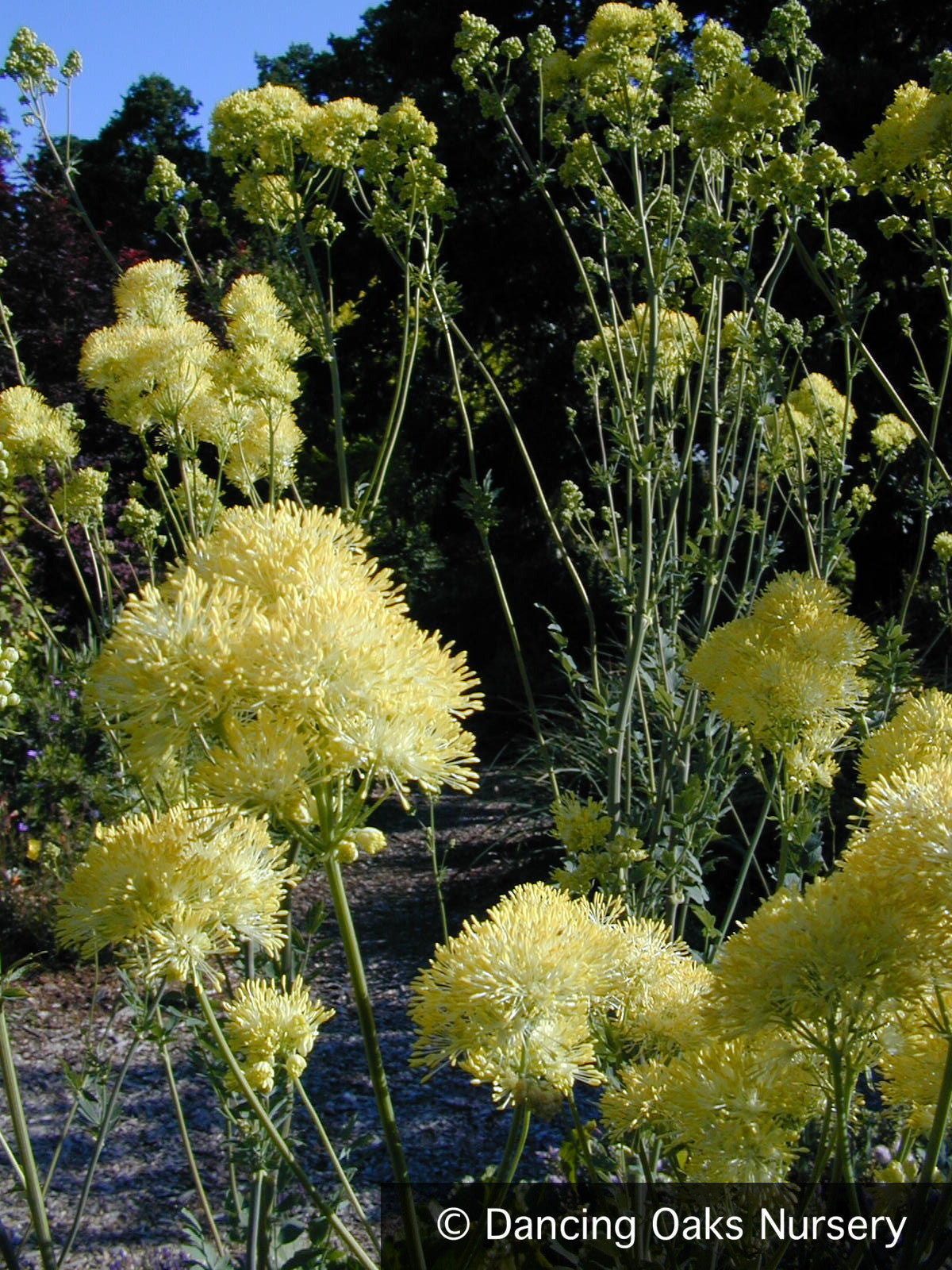 Perennials ~ Thalictrum flavum ssp. glaucum, Meadow Rue ~ Dancing Oaks Nursery and Gardens ~ Retail Nursery ~ Mail Order Nursery