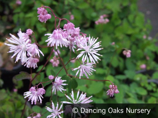 Perennials ~ Thalictrum kiusianum, Meadow Rue ~ Dancing Oaks Nursery and Gardens ~ Retail Nursery ~ Mail Order Nursery