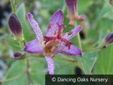 Perennials ~ Tricyrtis 'Samurai', Toad Lily ~ Dancing Oaks Nursery and Gardens ~ Retail Nursery ~ Mail Order Nursery