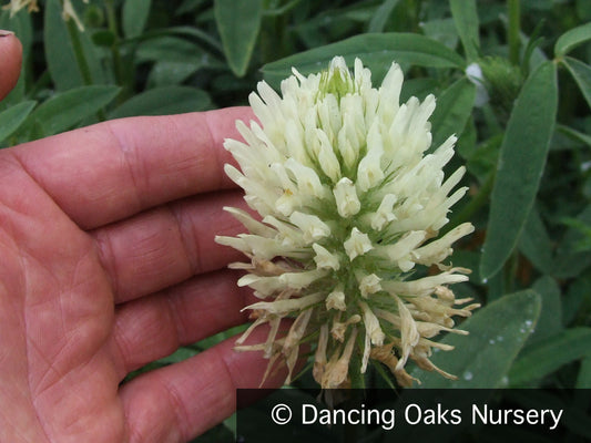 Perennials ~ Trifolium ochroleucum, Giant Yellow Clover ~ Dancing Oaks Nursery and Gardens ~ Retail Nursery ~ Mail Order Nursery