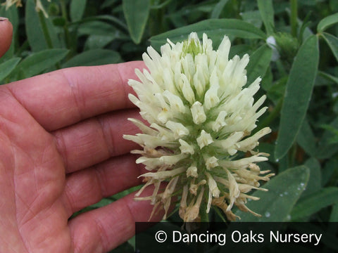Perennials ~ Trifolium ochroleucum, Giant Yellow Clover ~ Dancing Oaks Nursery and Gardens ~ Retail Nursery ~ Mail Order Nursery
