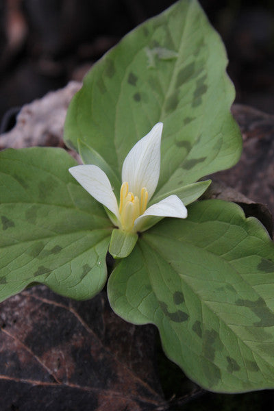Perennials ~ Trillium albidum, Giant White Wakerobin ~ Dancing Oaks Nursery and Gardens ~ Retail Nursery ~ Mail Order Nursery