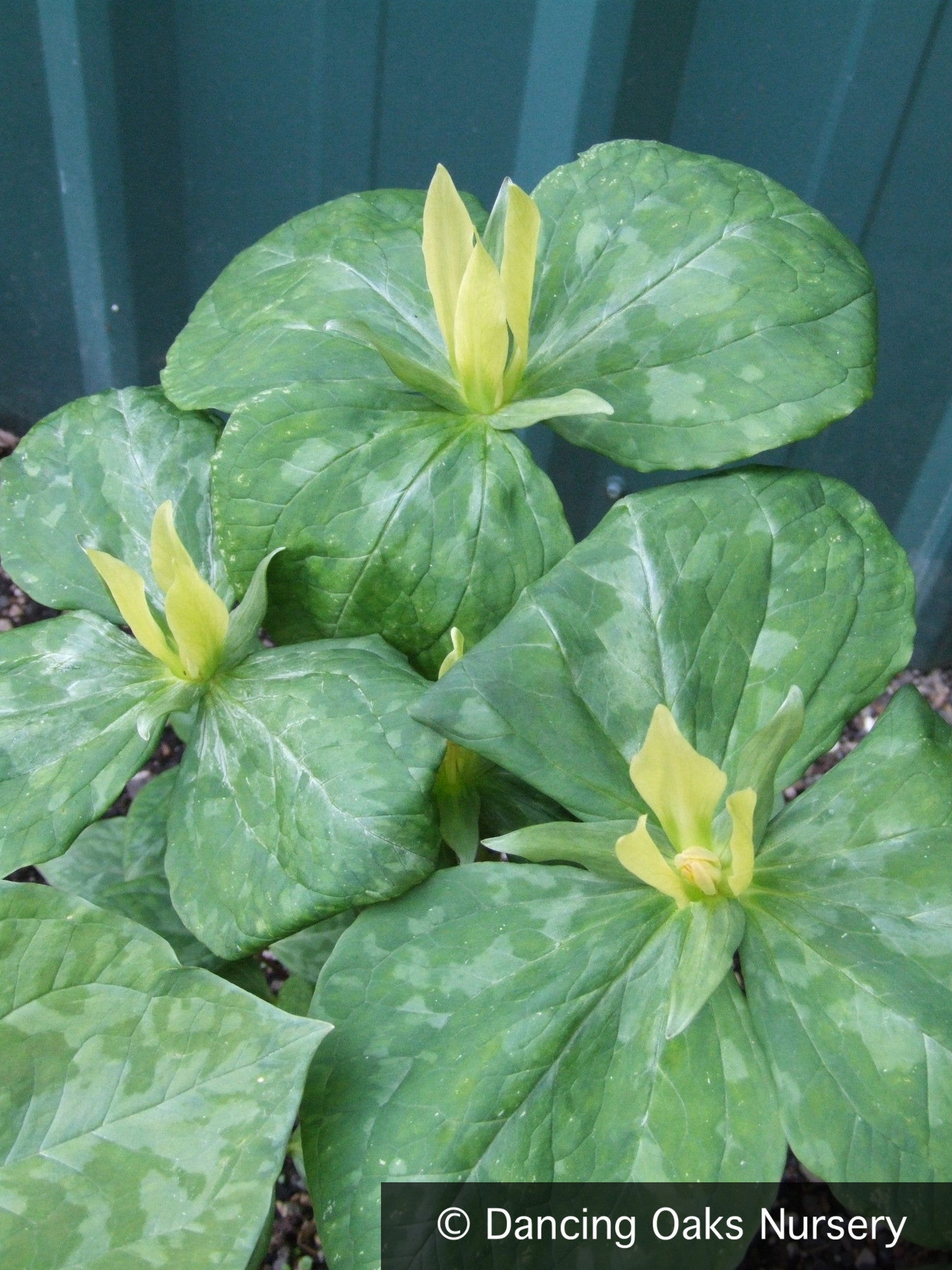 Perennials ~ Trillium luteum, Yellow Trillium ~ Dancing Oaks Nursery and Gardens ~ Retail Nursery ~ Mail Order Nursery