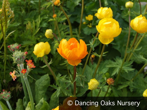 Perennials ~ Trollius cultorum  'Orange Crest', Globeflower ~ Dancing Oaks Nursery and Gardens ~ Retail Nursery ~ Mail Order Nursery