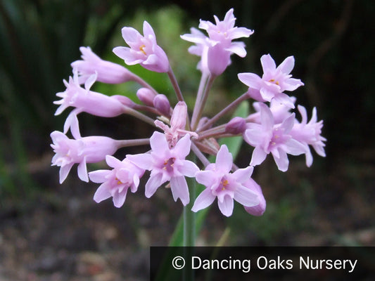 Perennials ~ Tulbaghia simmerli, Sweet Garlic ~ Dancing Oaks Nursery and Gardens ~ Retail Nursery ~ Mail Order Nursery