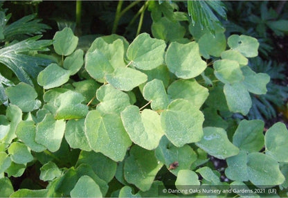 Perennials ~ Vancouveria hexandra, Insideout Flower or Duck's Foot ~ Dancing Oaks Nursery and Gardens ~ Retail Nursery ~ Mail Order Nursery