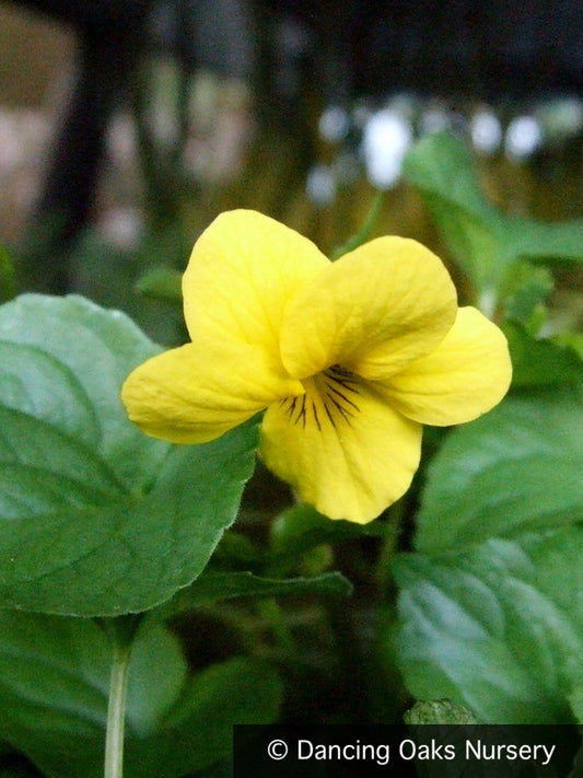 Perennials ~ Viola glabella, Yellow Wood Violet ~ Dancing Oaks Nursery and Gardens ~ Retail Nursery ~ Mail Order Nursery