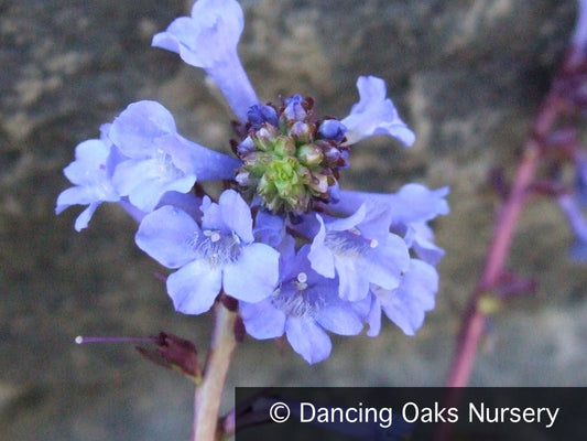Perennials ~ Wulfenia x schwartzii, Cow's Footstep ~ Dancing Oaks Nursery and Gardens ~ Retail Nursery ~ Mail Order Nursery