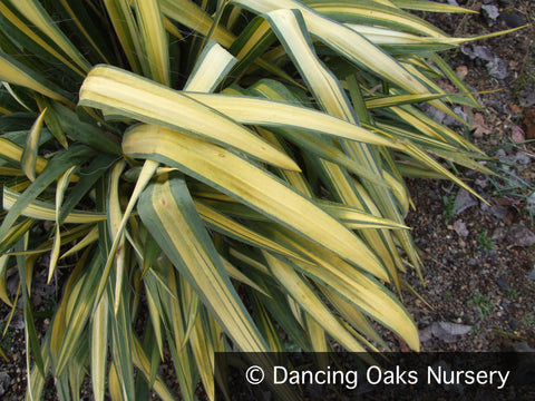 Perennials ~ Yucca filamentosa 'Garland Gold', Variegated Adam's Needle ~ Dancing Oaks Nursery and Gardens ~ Retail Nursery ~ Mail Order Nursery
