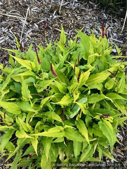 Perennials ~ Persicaria amplexicaulis 'Golden Arrow', Red Bistort or Mountain Fleece ~ Dancing Oaks Nursery and Gardens ~ Retail Nursery ~ Mail Order Nursery