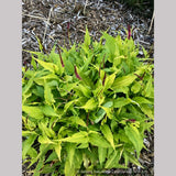 Perennials ~ Persicaria amplexicaulis 'Golden Arrow', Red Bistort or Mountain Fleece ~ Dancing Oaks Nursery and Gardens ~ Retail Nursery ~ Mail Order Nursery