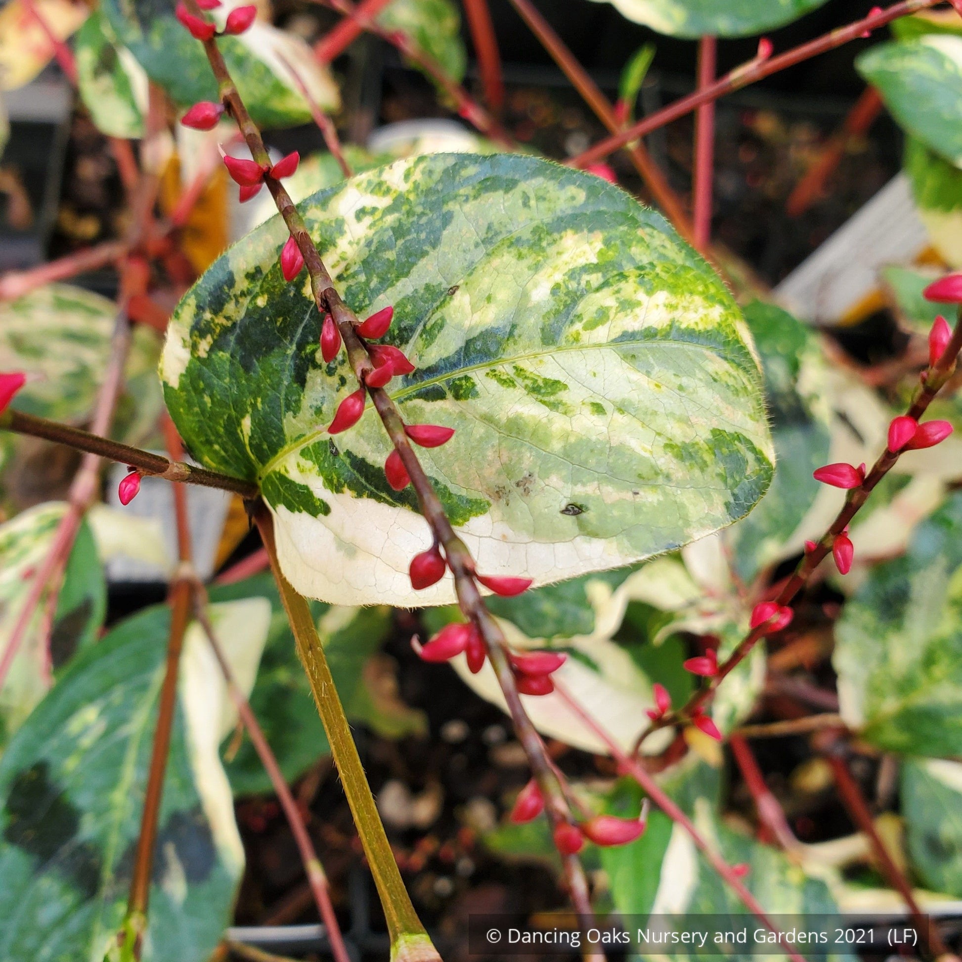 Perennials ~ Persicaria virginiana 'Painter's Palette', Variegated Fleeceflower ~ Dancing Oaks Nursery and Gardens ~ Retail Nursery ~ Mail Order Nursery