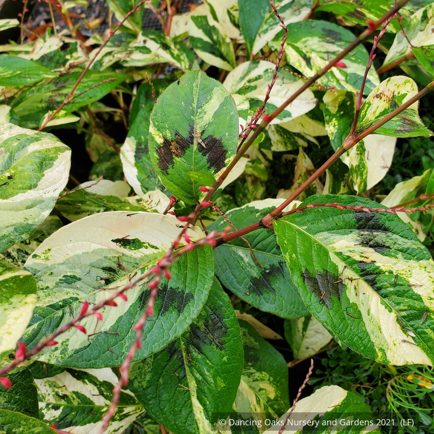 Perennials ~ Persicaria virginiana 'Painter's Palette', Variegated Fleeceflower ~ Dancing Oaks Nursery and Gardens ~ Retail Nursery ~ Mail Order Nursery