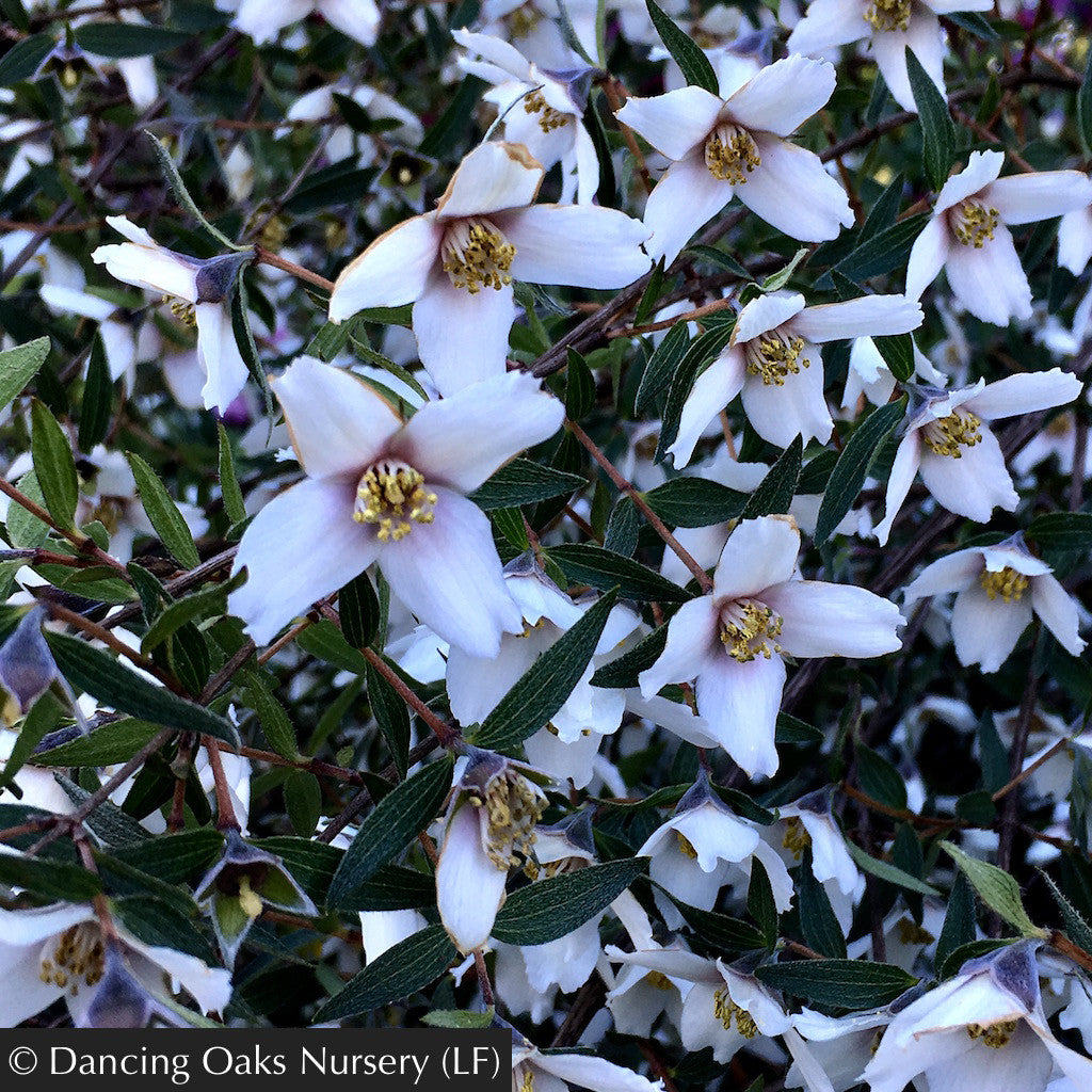 Philadelphus maculatus (previously sold as P. madrensis), Desert