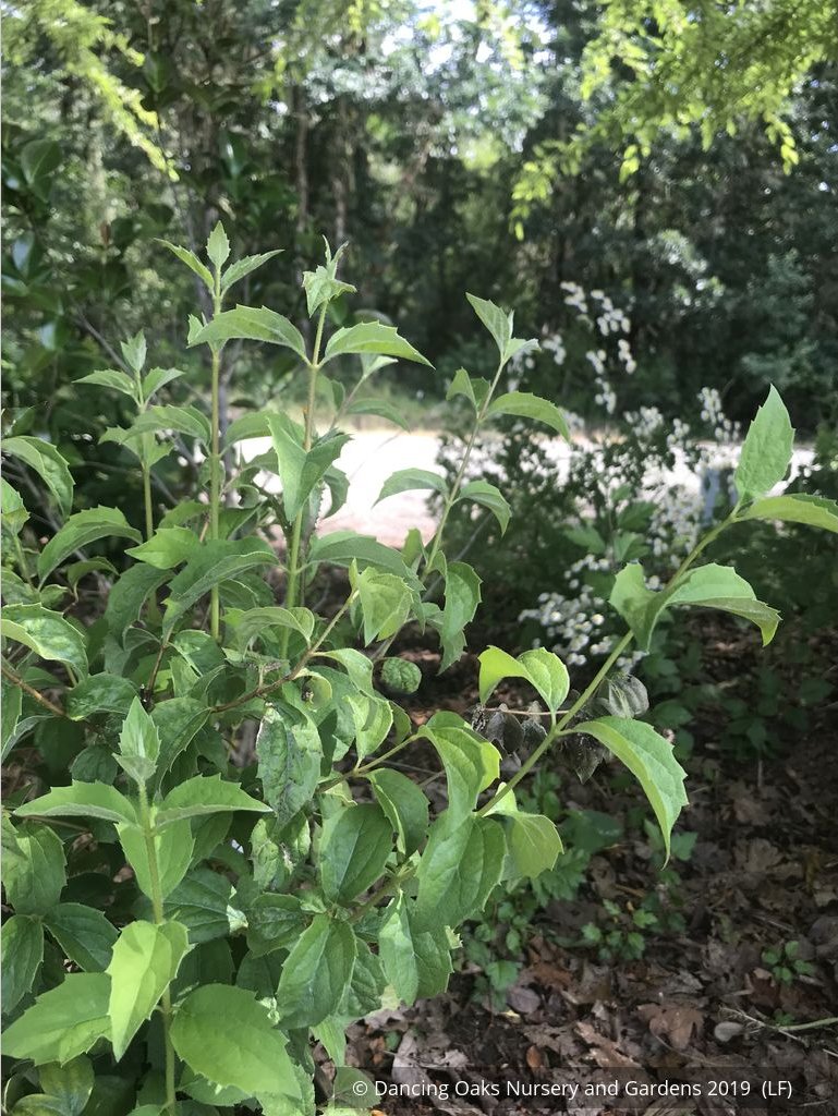 Shrubs ~ Philadelphus 'Avalanche', Mock Orange ~ Dancing Oaks Nursery and Gardens ~ Retail Nursery ~ Mail Order Nursery