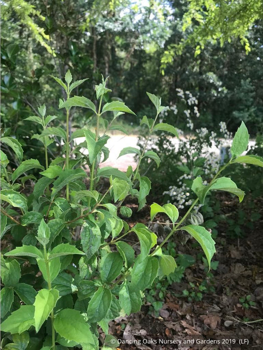 Shrubs ~ Philadelphus 'Avalanche', Mock Orange ~ Dancing Oaks Nursery and Gardens ~ Retail Nursery ~ Mail Order Nursery