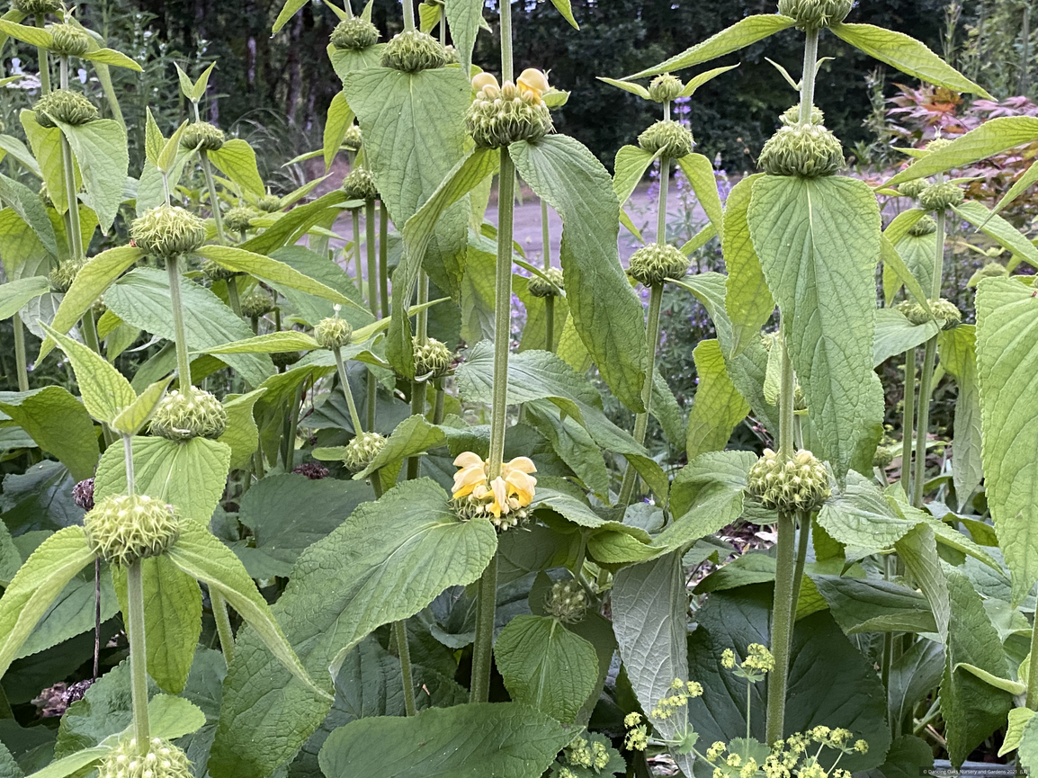 Perennials ~ Phlomis russeliana, Turkish Sage ~ Dancing Oaks Nursery and Gardens ~ Retail Nursery ~ Mail Order Nursery