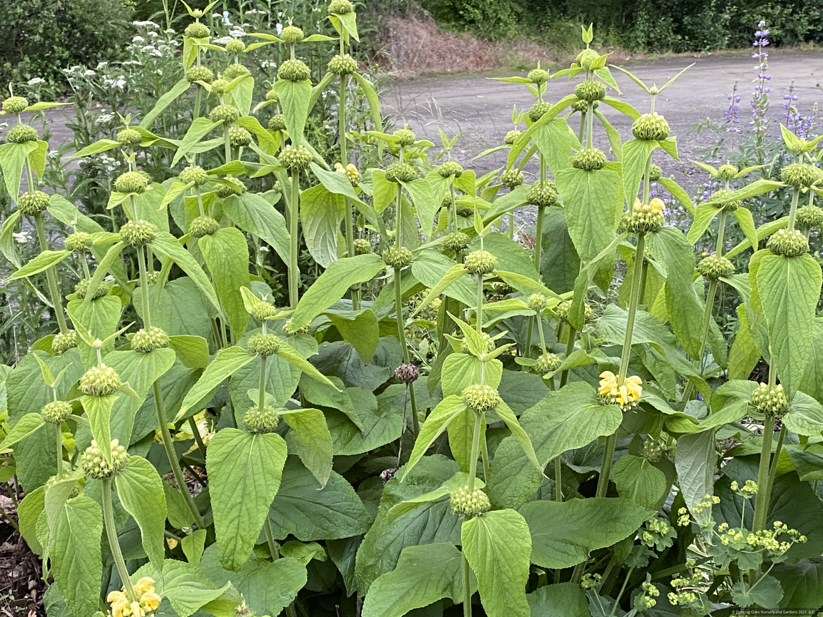 Perennials ~ Phlomis russeliana, Turkish Sage ~ Dancing Oaks Nursery and Gardens ~ Retail Nursery ~ Mail Order Nursery