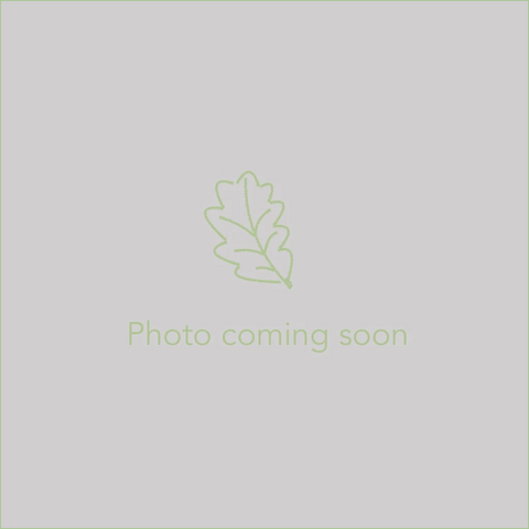 Perennials ~ Lobelia montana #50 ~ Dancing Oaks Nursery and Gardens ~ Retail Nursery ~ Mail Order Nursery
