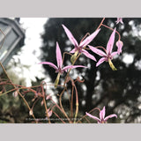 Perennials ~ Epimedium fargesii 'Pink Constellation', Barrenwort ~ Dancing Oaks Nursery and Gardens ~ Retail Nursery ~ Mail Order Nursery
