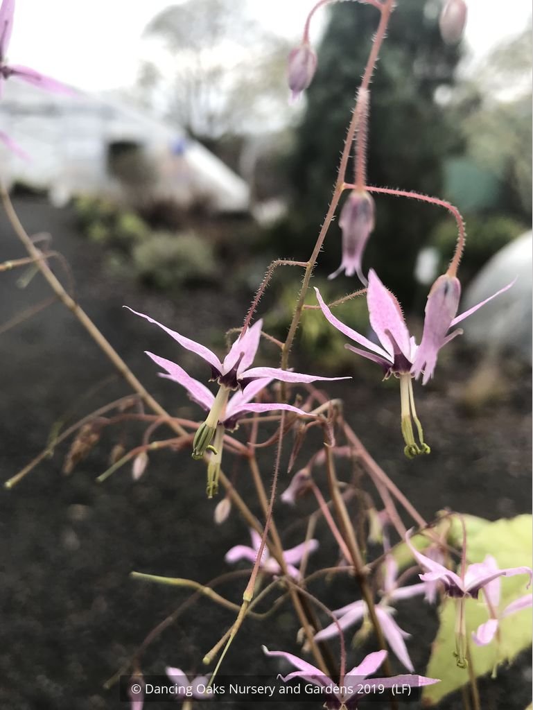 Perennials ~ Epimedium fargesii 'Pink Constellation', Barrenwort ~ Dancing Oaks Nursery and Gardens ~ Retail Nursery ~ Mail Order Nursery