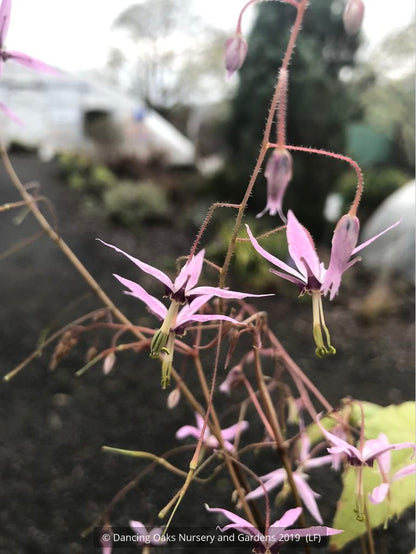 Perennials ~ Epimedium fargesii 'Pink Constellation', Barrenwort ~ Dancing Oaks Nursery and Gardens ~ Retail Nursery ~ Mail Order Nursery