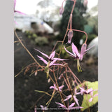 Perennials ~ Epimedium fargesii 'Pink Constellation', Barrenwort ~ Dancing Oaks Nursery and Gardens ~ Retail Nursery ~ Mail Order Nursery