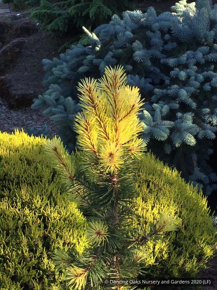 Trees ~ Pinus contorta var. latifolia 'Taylor's Sunburst', Taylor's Sunburst Lodgepole Pine ~ Dancing Oaks Nursery and Gardens ~ Retail Nursery ~ Mail Order Nursery