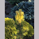 Trees ~ Pinus contorta var. latifolia 'Taylor's Sunburst', Taylor's Sunburst Lodgepole Pine ~ Dancing Oaks Nursery and Gardens ~ Retail Nursery ~ Mail Order Nursery