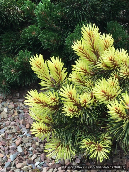 Trees ~ Pinus contorta var. latifolia 'Taylor's Sunburst', Taylor's Sunburst Lodgepole Pine ~ Dancing Oaks Nursery and Gardens ~ Retail Nursery ~ Mail Order Nursery