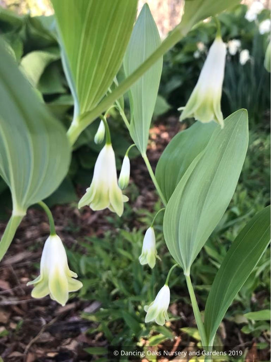 Perennials ~ Polygonatum odoratum 'Flore Pleno', Double Solomon's Seal ~ Dancing Oaks Nursery and Gardens ~ Retail Nursery ~ Mail Order Nursery