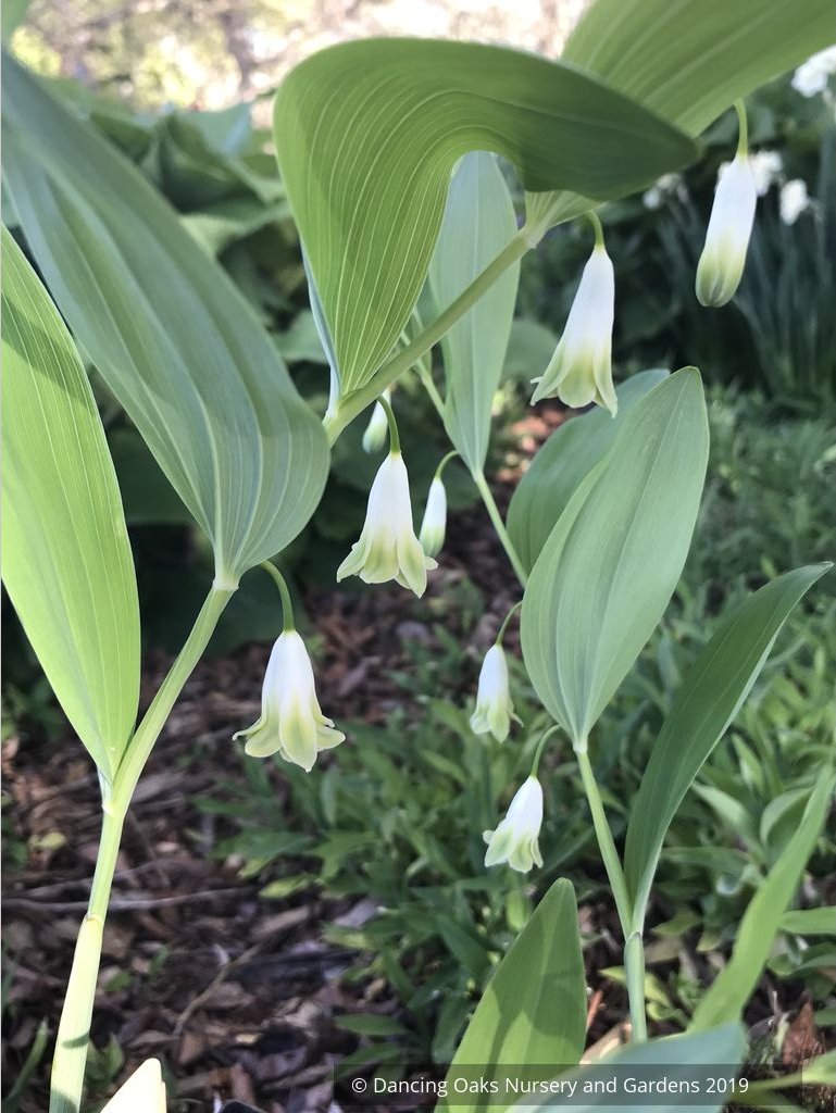 Perennials ~ Polygonatum odoratum 'Flore Pleno', Double Solomon's Seal ~ Dancing Oaks Nursery and Gardens ~ Retail Nursery ~ Mail Order Nursery