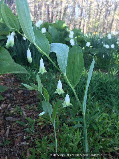 Perennials ~ Polygonatum odoratum 'Flore Pleno', Double Solomon's Seal ~ Dancing Oaks Nursery and Gardens ~ Retail Nursery ~ Mail Order Nursery
