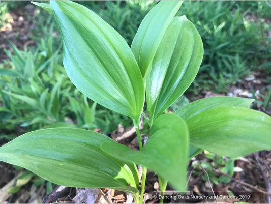 Perennials ~ Polygonatum hirtum, Solomon's Seal ~ Dancing Oaks Nursery and Gardens ~ Retail Nursery ~ Mail Order Nursery