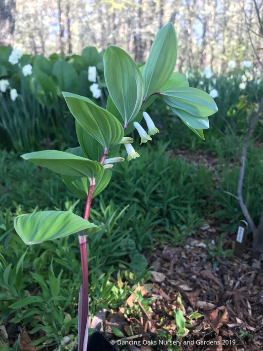 Perennials ~ Polygonatum infundiflorum 'Lemon Seoul', Lemon Seoul Solomon's Seal ~ Dancing Oaks Nursery and Gardens ~ Retail Nursery ~ Mail Order Nursery