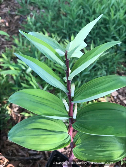 Perennials ~ Polygonatum infundiflorum 'Lemon Seoul', Lemon Seoul Solomon's Seal ~ Dancing Oaks Nursery and Gardens ~ Retail Nursery ~ Mail Order Nursery