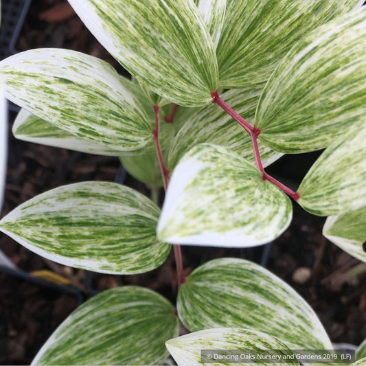 Perennials ~ Polygonatum odoratum 'Fireworks', Solomon's Seal ~ Dancing Oaks Nursery and Gardens ~ Retail Nursery ~ Mail Order Nursery