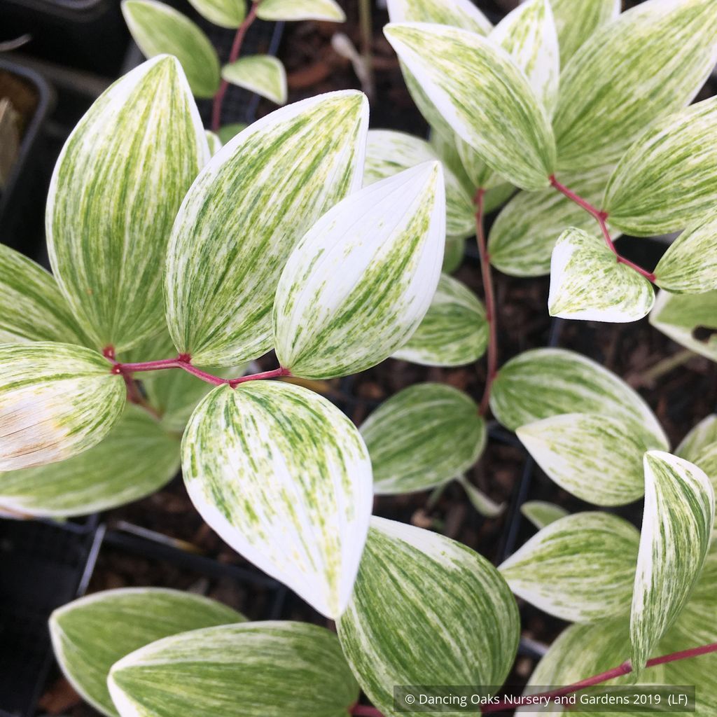 Perennials ~ Polygonatum odoratum 'Fireworks', Solomon's Seal ~ Dancing Oaks Nursery and Gardens ~ Retail Nursery ~ Mail Order Nursery