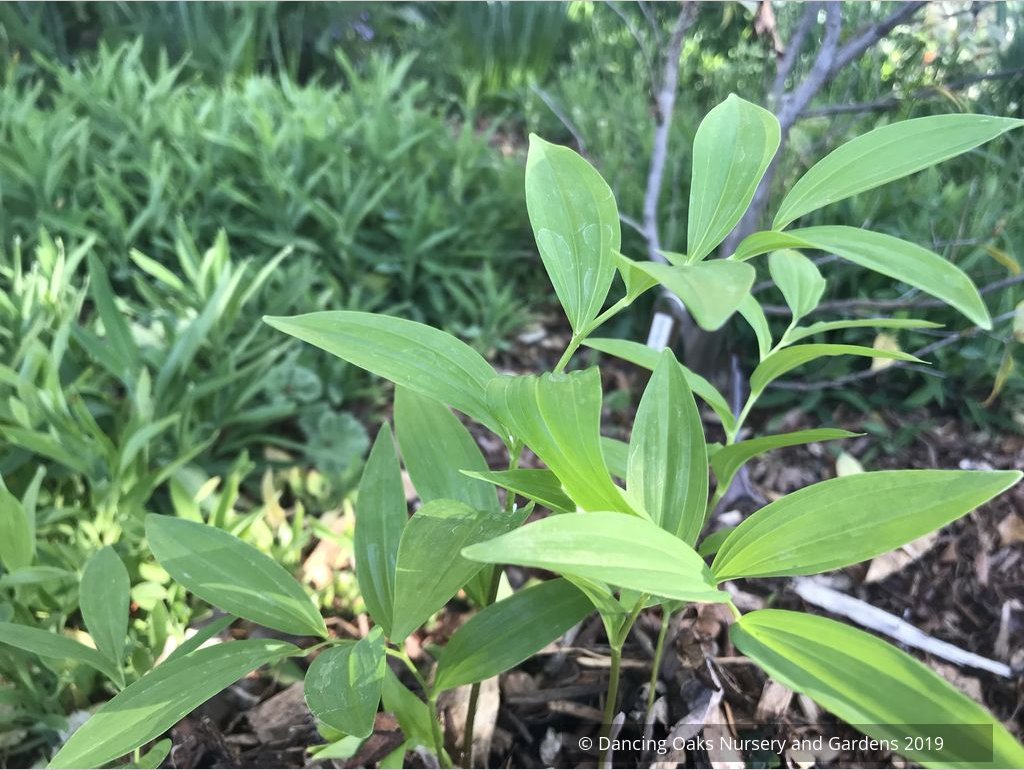 Perennials ~ Polygonatum orientale (syn. P. polyanthemum), Oriental Solomon's Seal ~ Dancing Oaks Nursery and Gardens ~ Retail Nursery ~ Mail Order Nursery