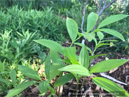 Perennials ~ Polygonatum orientale (syn. P. polyanthemum), Oriental Solomon's Seal ~ Dancing Oaks Nursery and Gardens ~ Retail Nursery ~ Mail Order Nursery